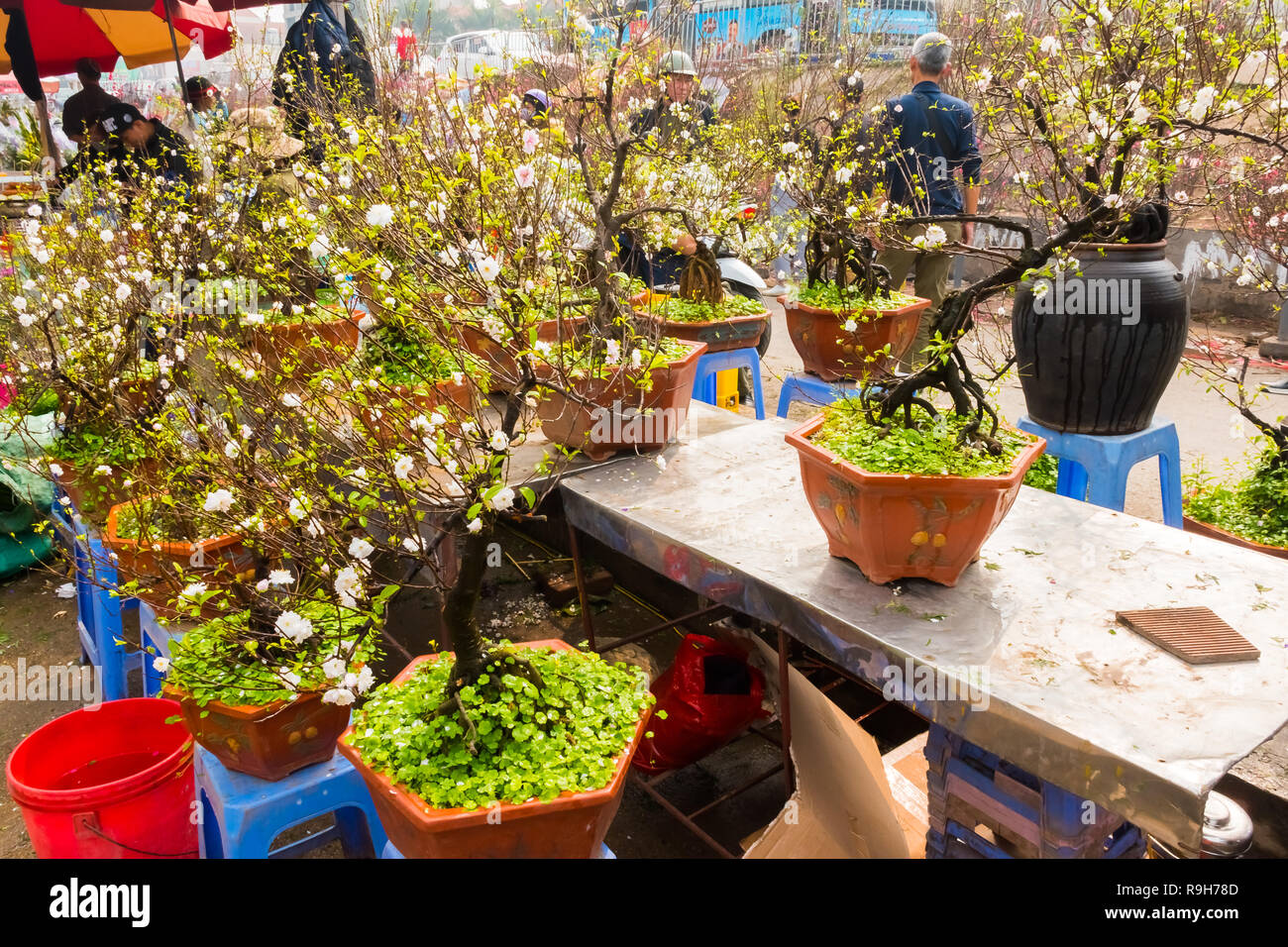 HANOI, VIETNAM - 14 février : vendeuse de fleurs non identifiées à l'Quang Ba marché aux fleurs le 14 février 2018 à Hanoi, Vietnam en Asie Banque D'Images