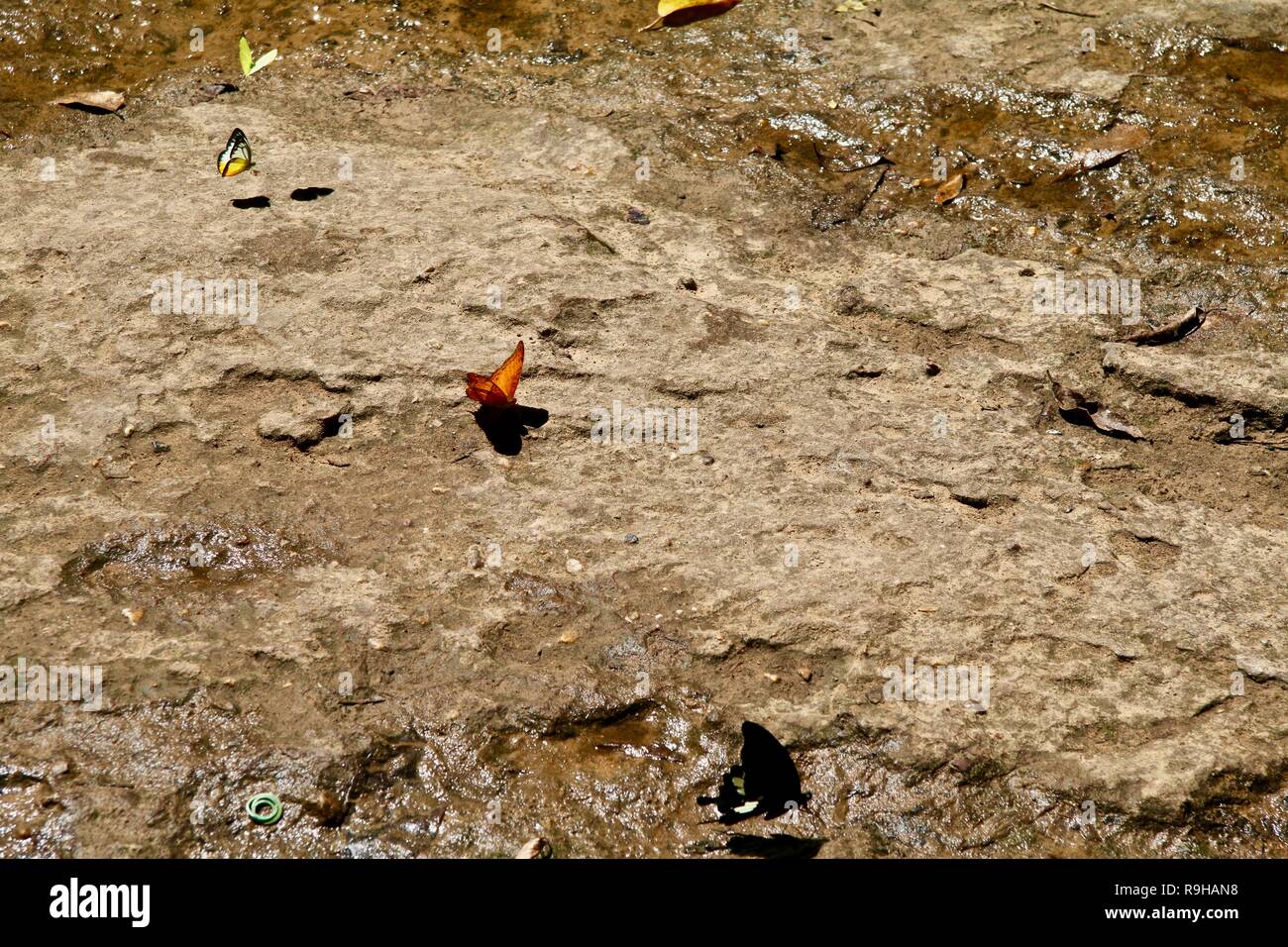 Papillons potable et de repos sur les rochers par le bord des rivières dans les jungles du Cambodge Banque D'Images