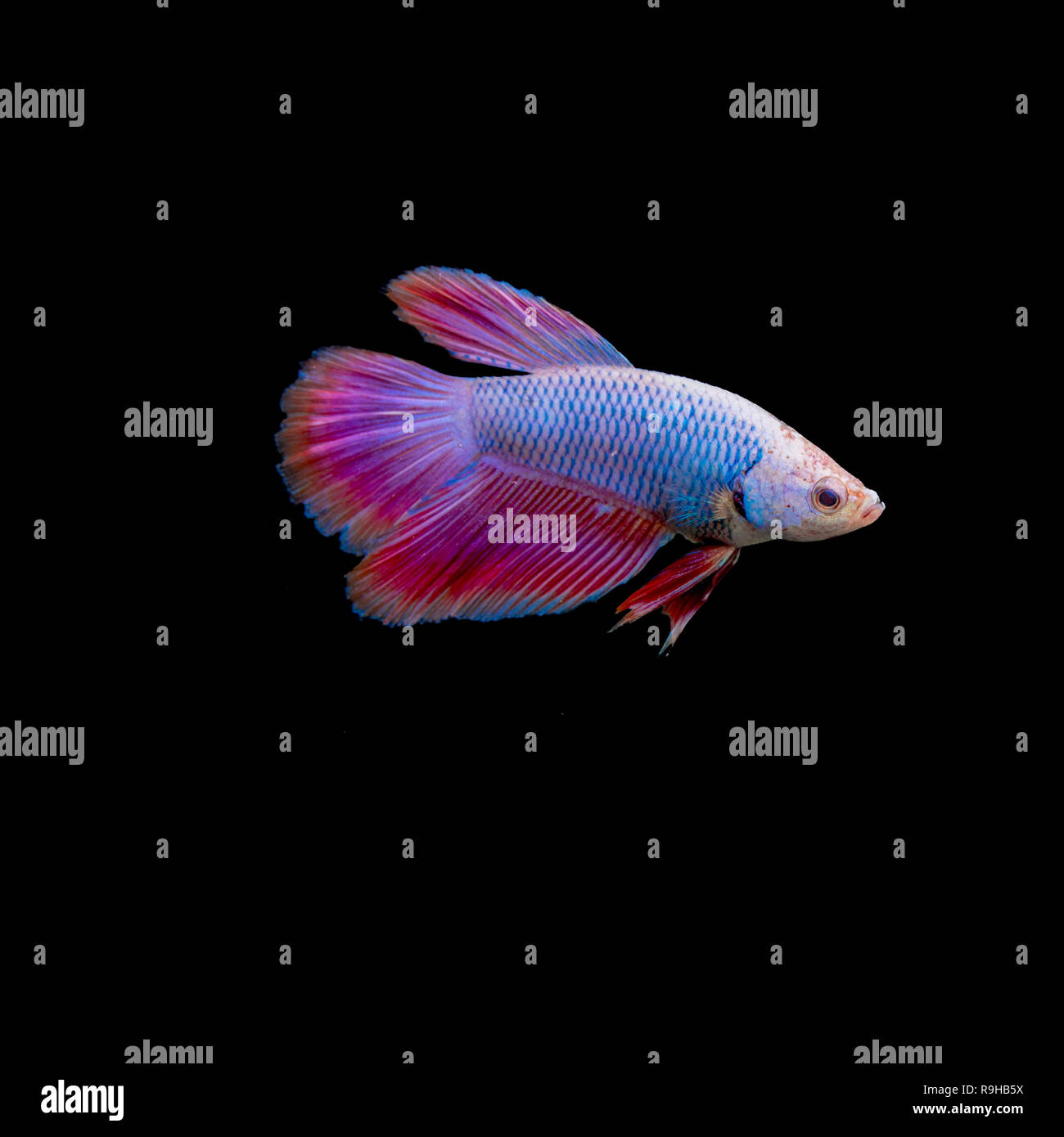 Poisson guppy vivement colorées isolé sur fond noir Banque D'Images