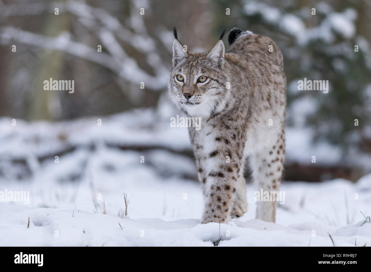 Lynx Boréal dans la neige Banque D'Images