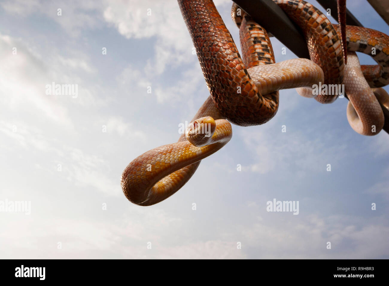 Les serpents (Pantherophis guttatus de maïs) sur un fond de ciel Banque D'Images