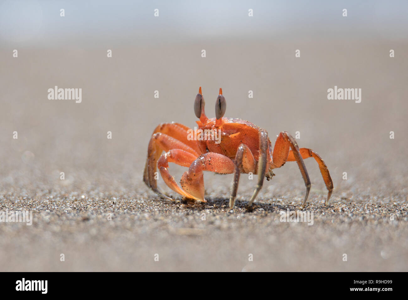 Le crabe fantôme rouge fantasma cangrejo rojo Isla de la Plata l'Équateur Banque D'Images