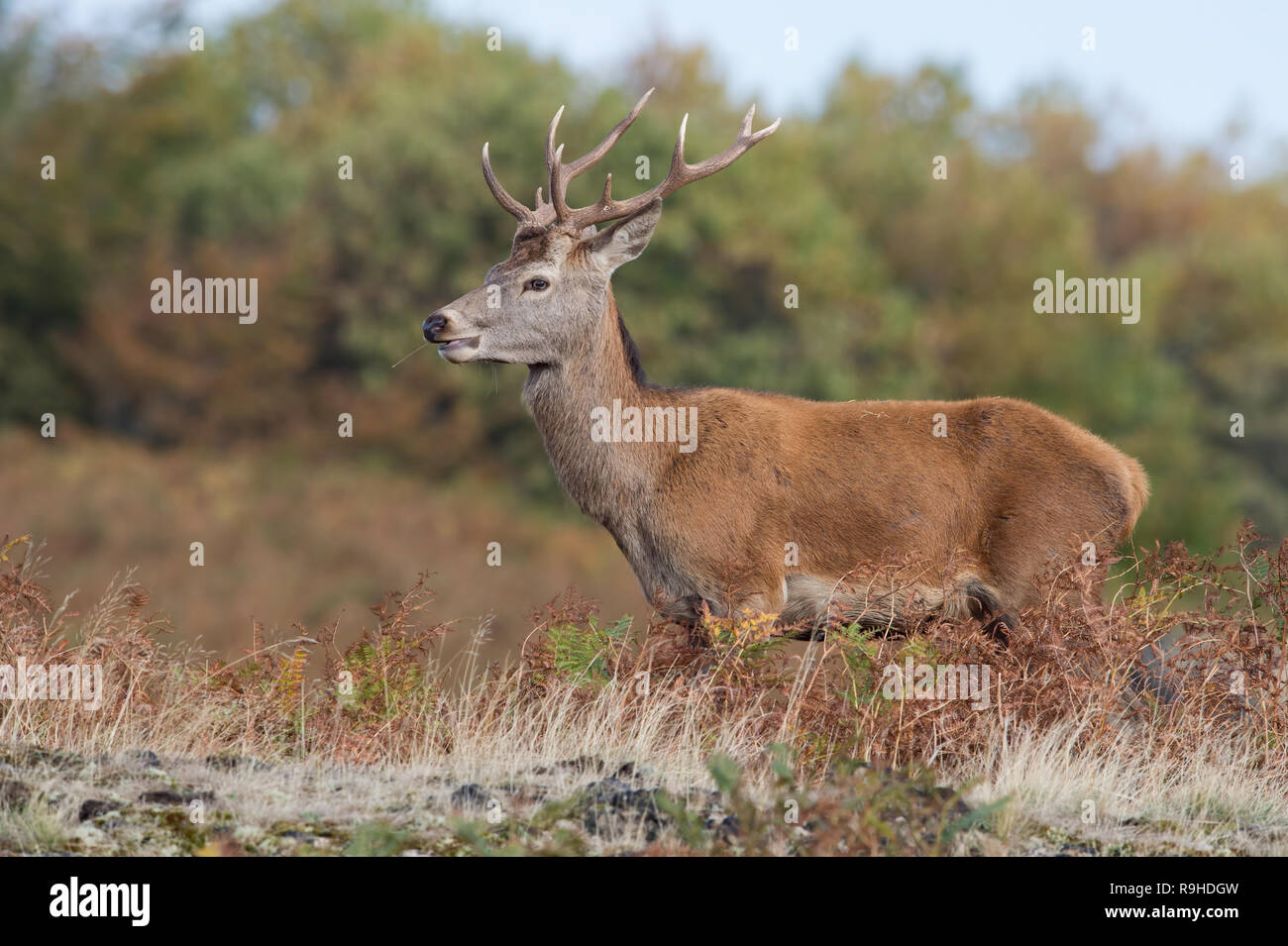 Les jeunes Red Deer (Cervus elaphus) Stag Banque D'Images