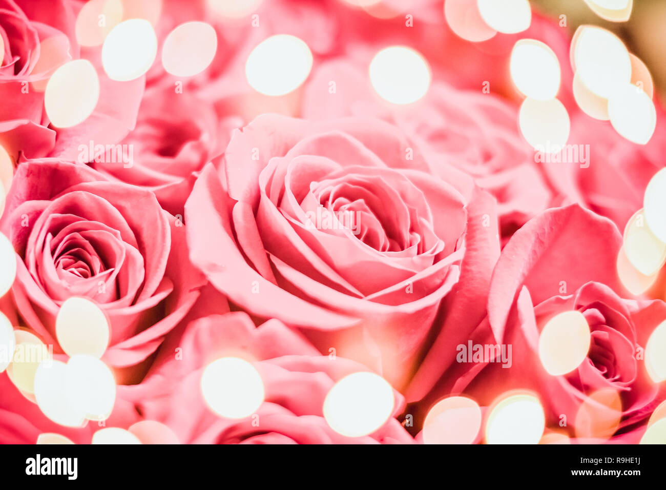Rose Rose Elegante De Fete Avec Feux De Bokeh Joyeux Anniversaire Carte De Souhaits Saint Valentin Rose Rose Elegante De Fete Avec Feux De Bokeh Joyeux Anniversaire Carte De Souhaits Saint Valentin