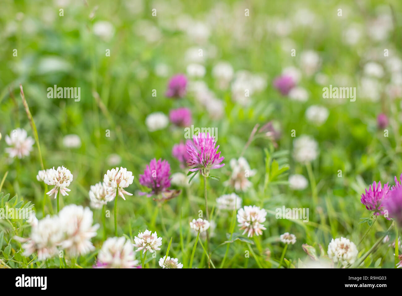 Prairie Sauvage Fleur De Trèfle Rose Dans Lherbe Verte Dans