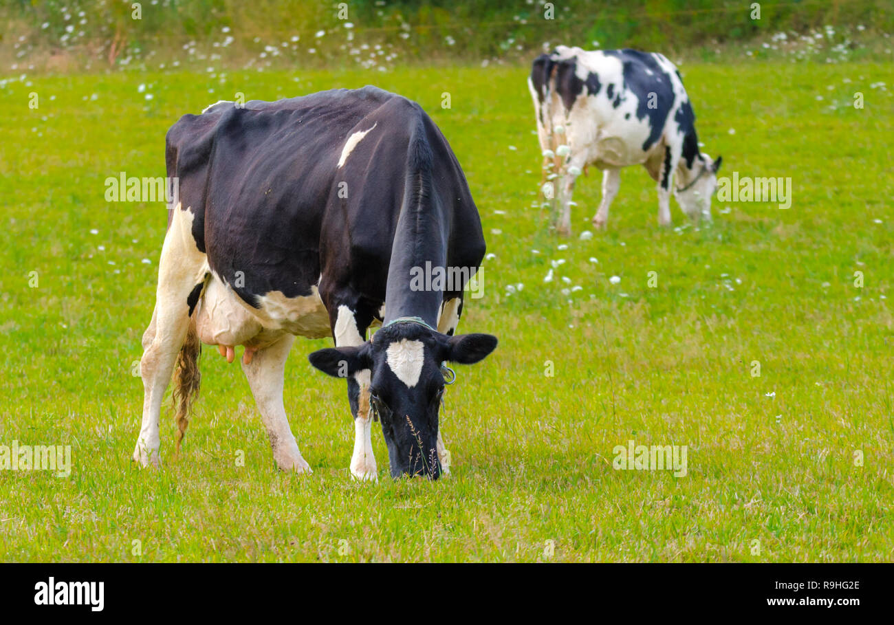 Frisons Holstein vache paissant dans un pré, ces animaux sont connus comme la production la plus élevée au monde des animaux laitiers. Banque D'Images