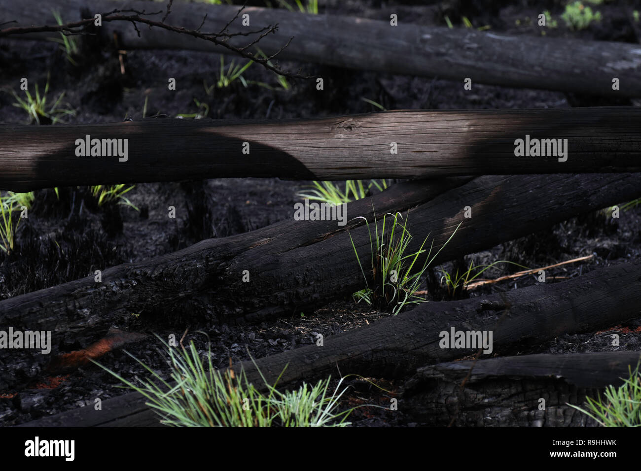 Pile de journaux de gommier brûlé après des incendies de forêt Banque D'Images