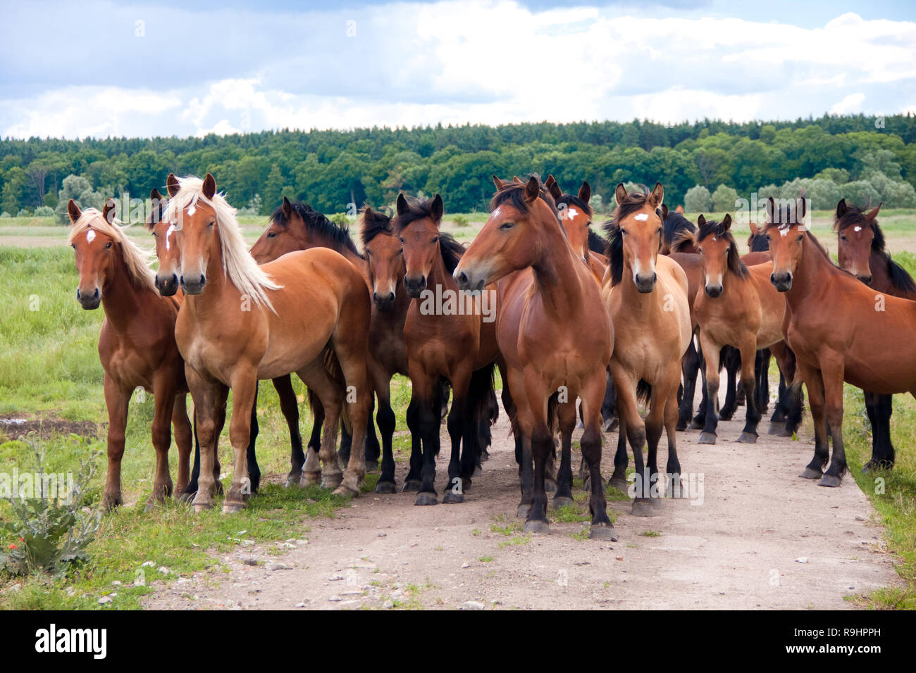 Fonctionnement libre de chevaux sauvages sur une prairie. Midlands pays paysage avec groupe d'animaux. Banque D'Images