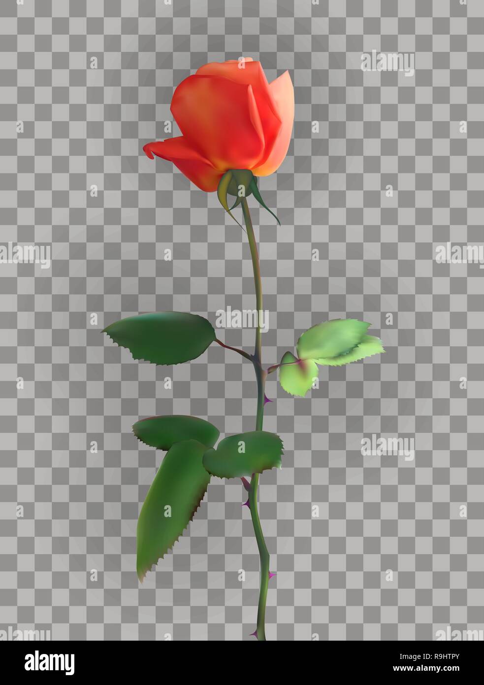 Belle Rose Rose tiges sur un fond transparent. Vector Illustration. EPS10 Illustration de Vecteur