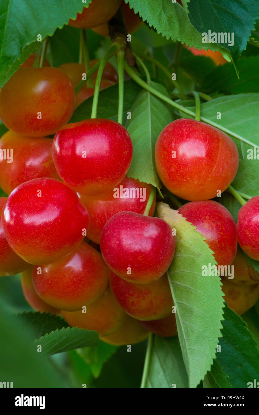 Rainier Cerises (Prunus avium) poussent sur un arbre près de la Columbia Gorge dans l'Oregon. USA Banque D'Images