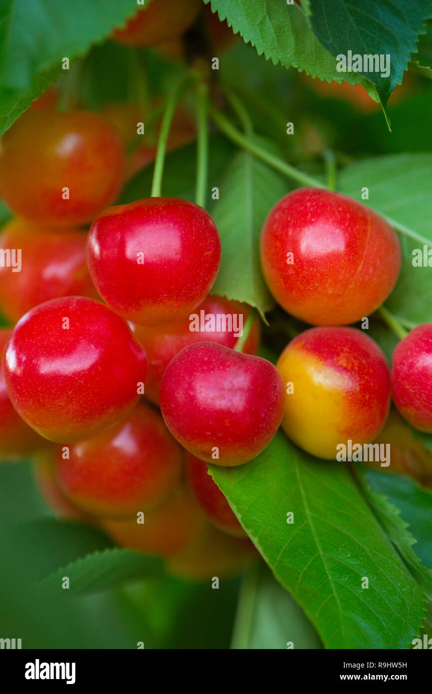 Rainier Cerises (Prunus avium) poussent sur un arbre près de la Columbia Gorge dans l'Oregon. USA Banque D'Images