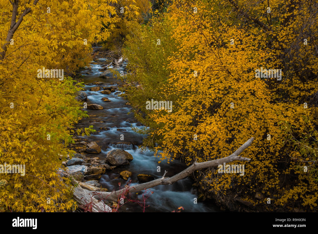 Belles couleurs d'automne le long d'un ruisseau de montagne. Banque D'Images