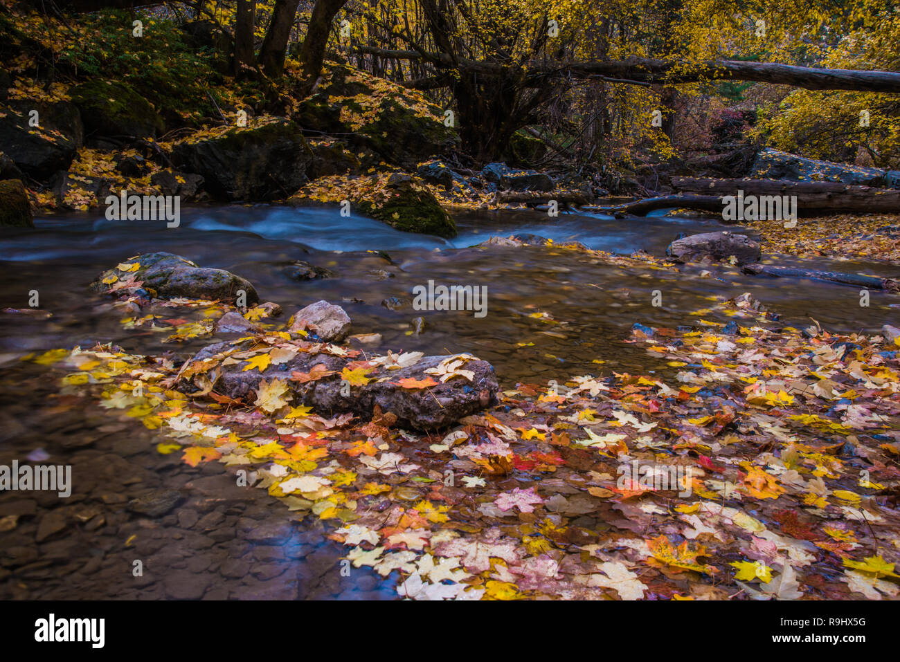 Belles couleurs d'automne le long d'un ruisseau de montagne. Banque D'Images