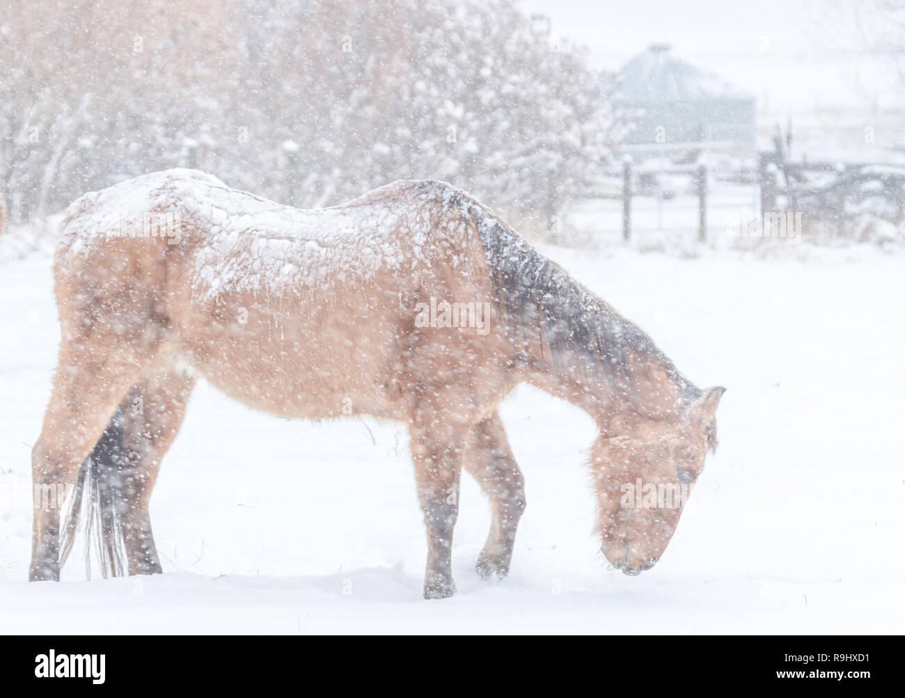 Les fourrages pour l'alimentation du cheval on snowy journée d'hiver dans les régions rurales de l'Alberta, Canada Banque D'Images
