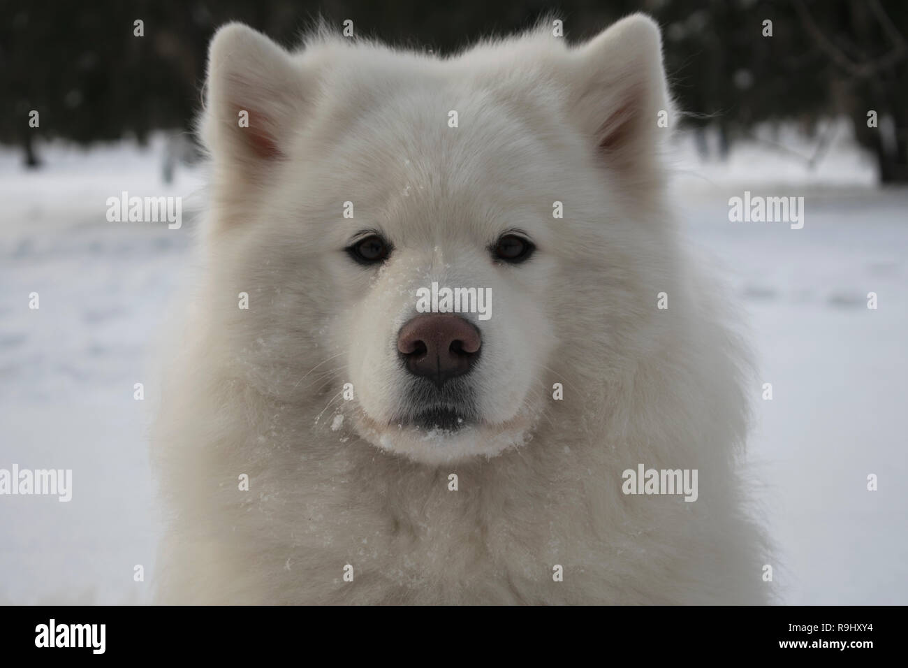 Portrait de l'étroite si mignon bouche d'une belle Samoyède moelleux sur l'arrière-plan d'un parc couvert de neige. chien polaire dans la neige fond d'écran. Banque D'Images