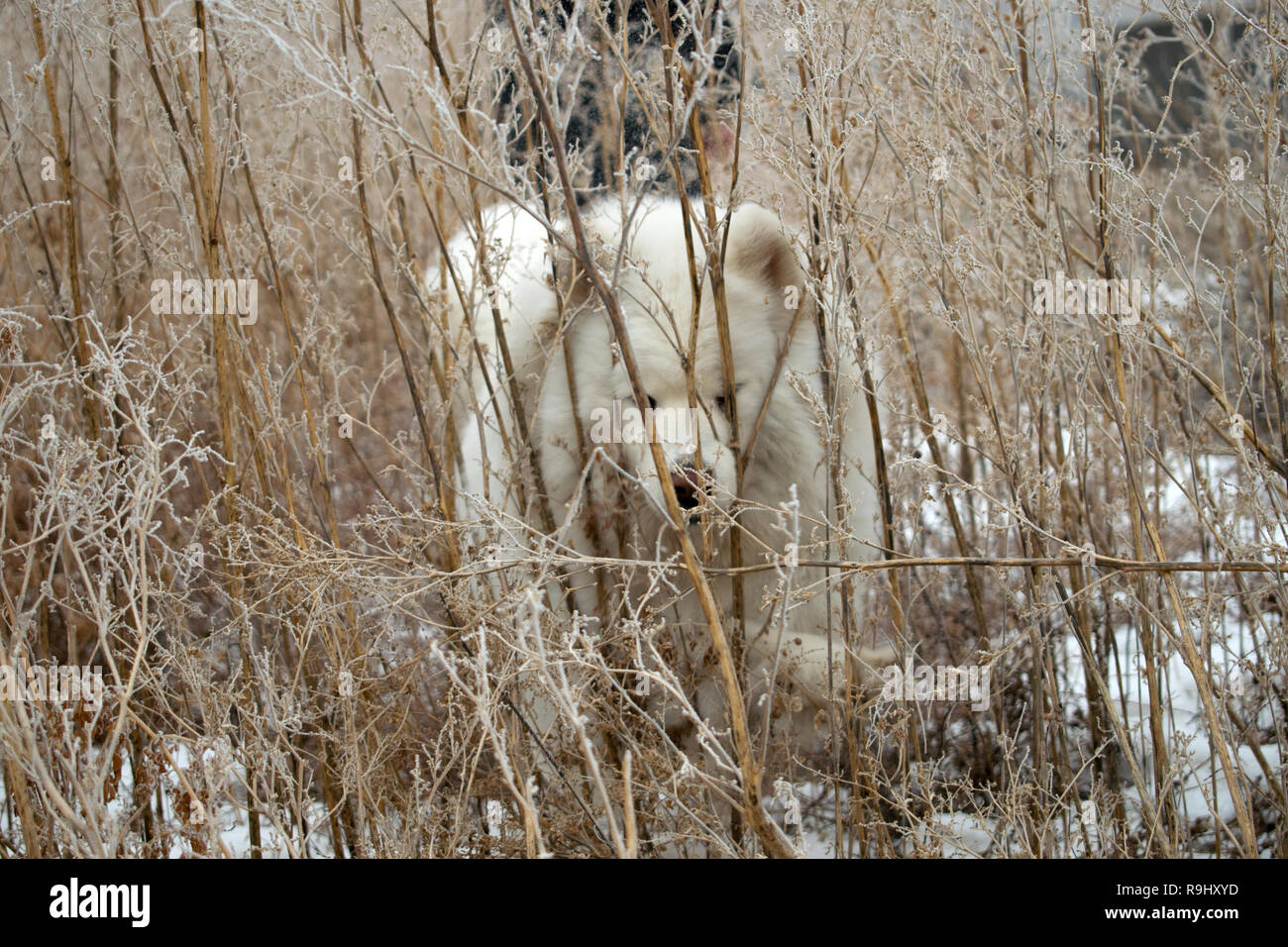 Fermer portrait of a beautiful fluffy Samoyède sur l'arrière-plan du soleil et de la neige. chien polaire dans la neige fond d'écran. Banque D'Images