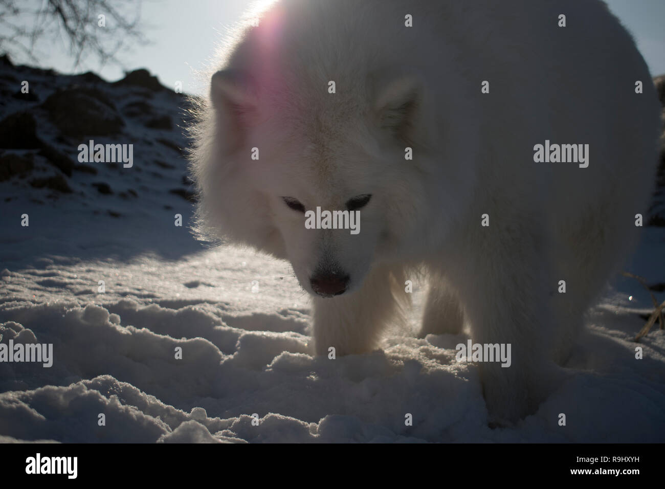 Fermer portrait of a beautiful fluffy Samoyède sur l'arrière-plan du soleil et de la neige. chien polaire dans la neige fond d'écran. Banque D'Images