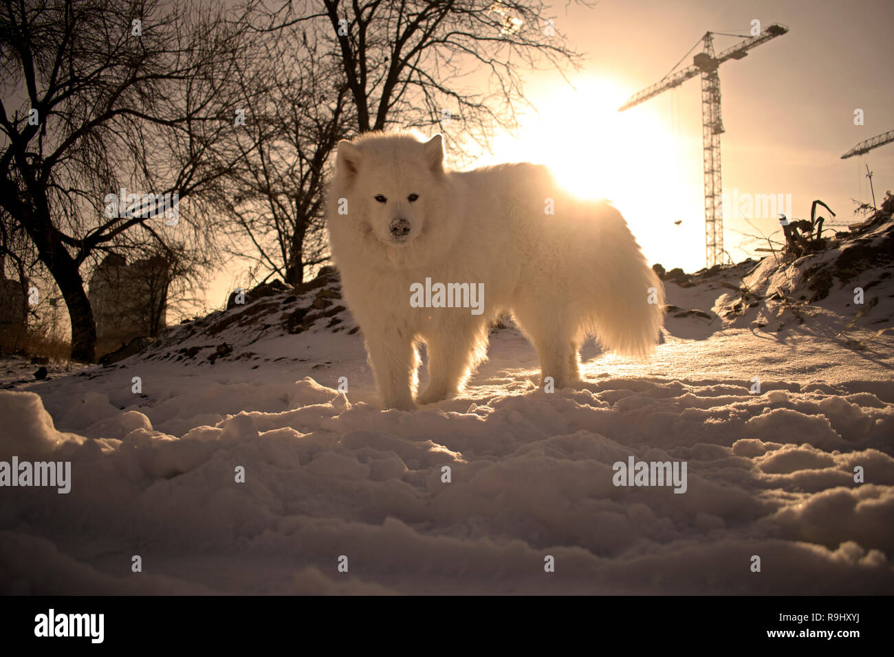 Fermer portrait of a beautiful fluffy Samoyède sur l'arrière-plan du soleil et de la neige. chien polaire dans la neige fond d'écran. Banque D'Images