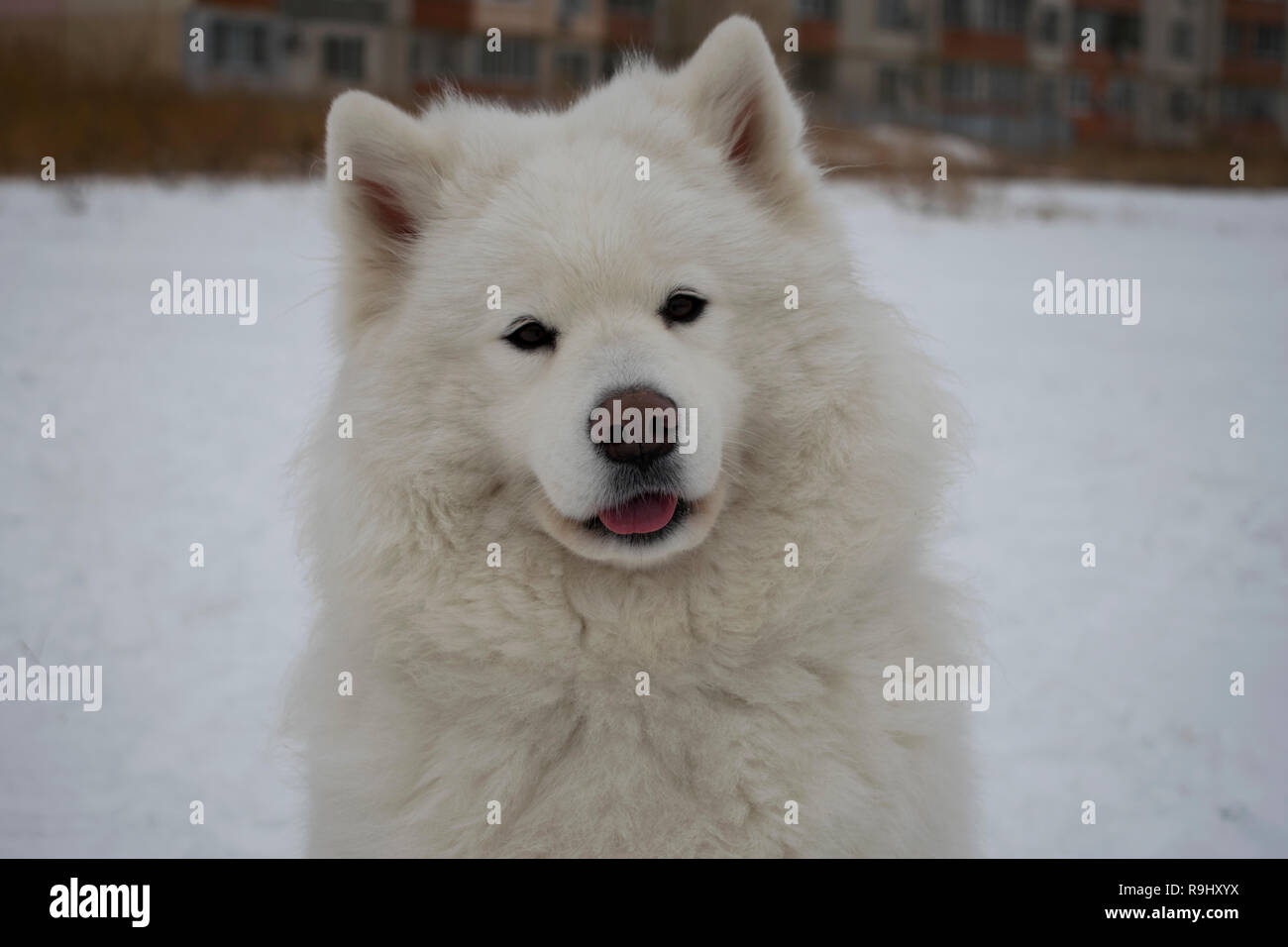 Fermer portrait d'une très belle Samoyède museau sur l'arrière-plan d'un parc d'hiver. Beau chien polaire blanc en hiver. Banque D'Images