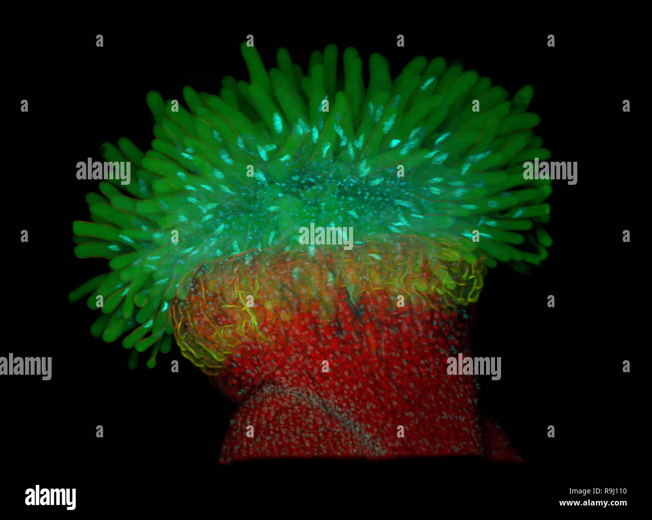 La stigmatisation de l'arabette de thalius (Arabidopsis thaliana) Banque D'Images