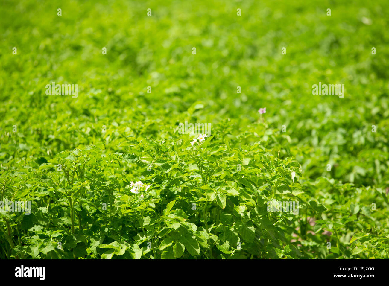 Choux de Vernal vert de plants de pommes de terre qui poussent sur des plantations d'été. Banque D'Images