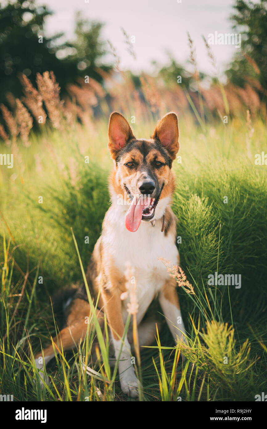 Funny Dog Sitting dans l'herbe verte. Gentil Animal Banque D'Images