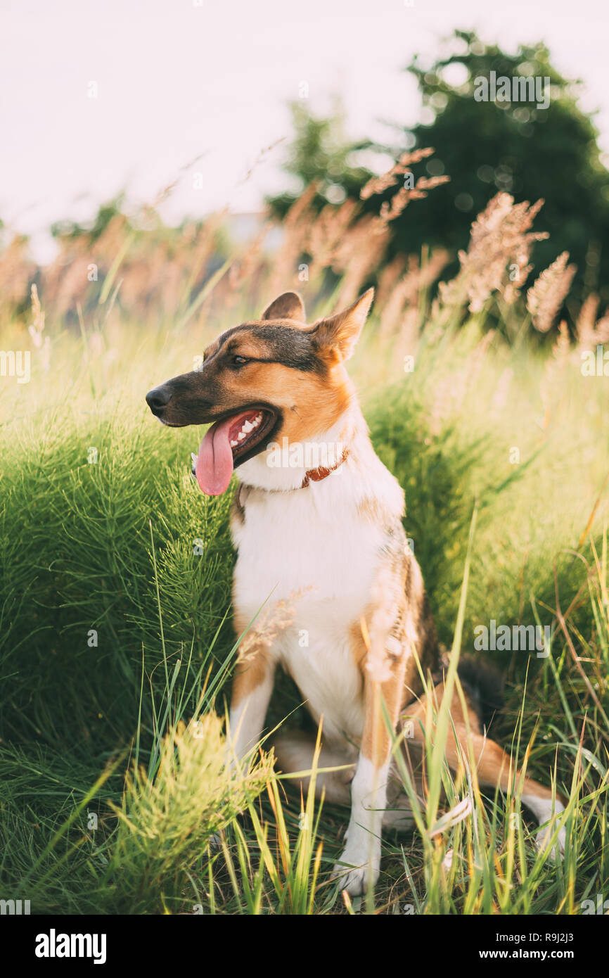 Funny Dog Sitting dans l'herbe verte. Gentil Animal Banque D'Images