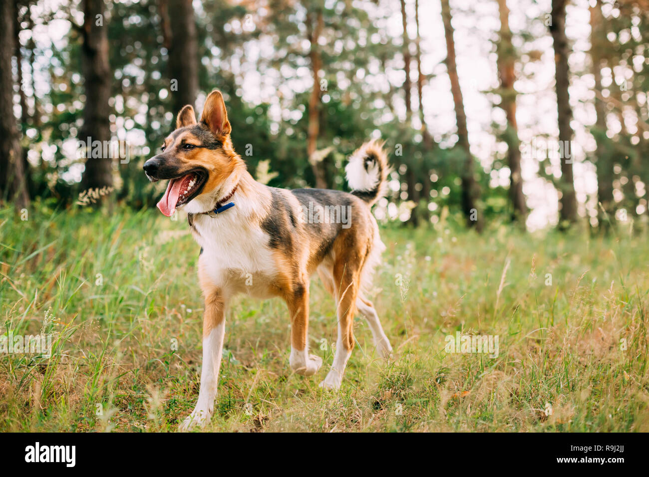 Funny Dog Walking in Summer Forest. Animal Banque D'Images