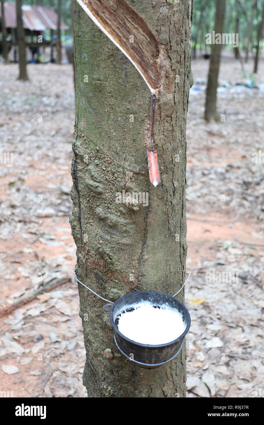 Dans le latex de caoutchouc noir tasse de plantation d'arbres dans la province de Khon Kaen, à la Thaïlande. Banque D'Images