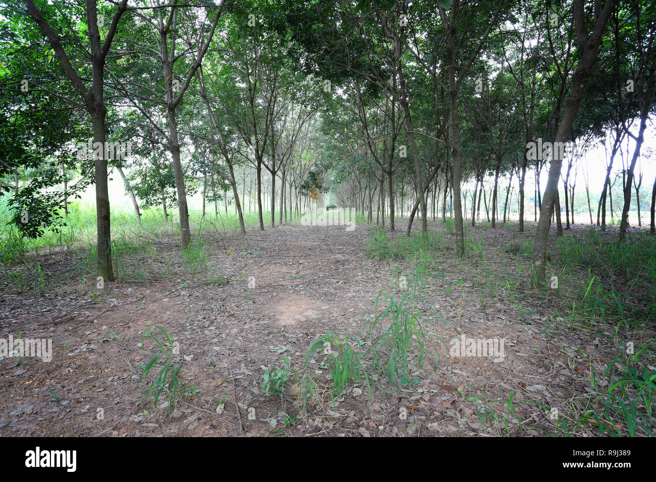 Plantation de l'hévéa dans la province de Khon Kaen, à la Thaïlande. Banque D'Images