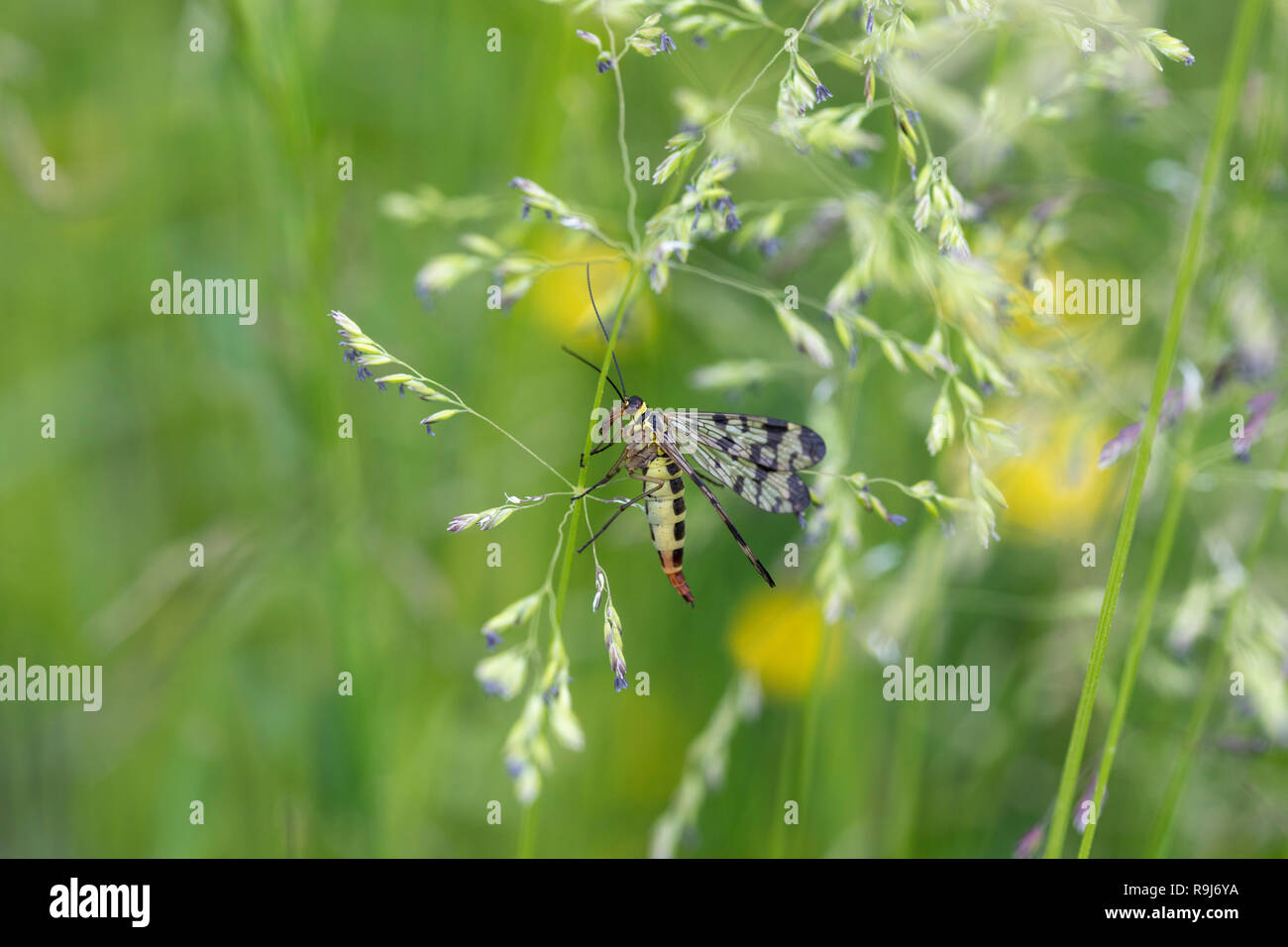 Mouche Scorpion ; sur l'herbe ; la Hongrie Banque D'Images