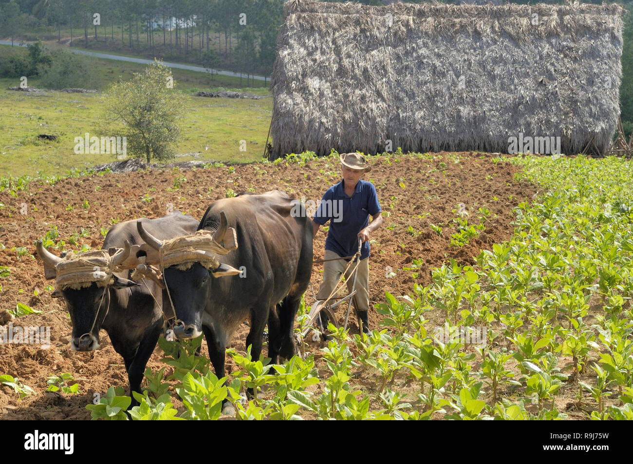 Vallée de Vinales Cuba-April,04,2016 : agriculteur cubain champ de labour avec charrue traditionnelle tirées par des bœufs sur plantation de tabac à l'hi bakground Banque D'Images
