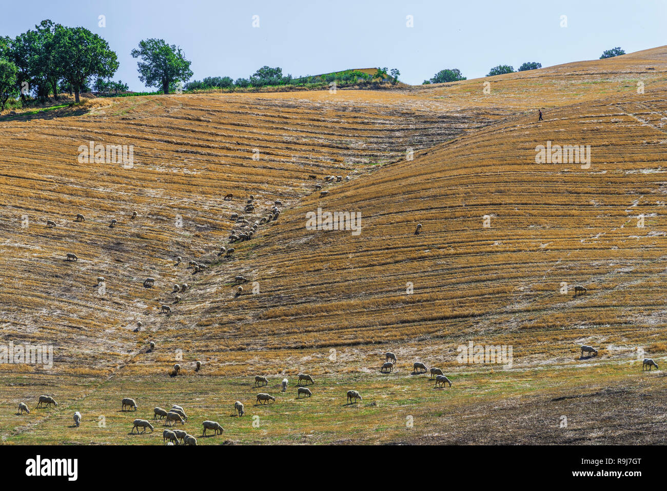 Un troupeau de moutons paissant dans la Val d'Agri hills Banque D'Images