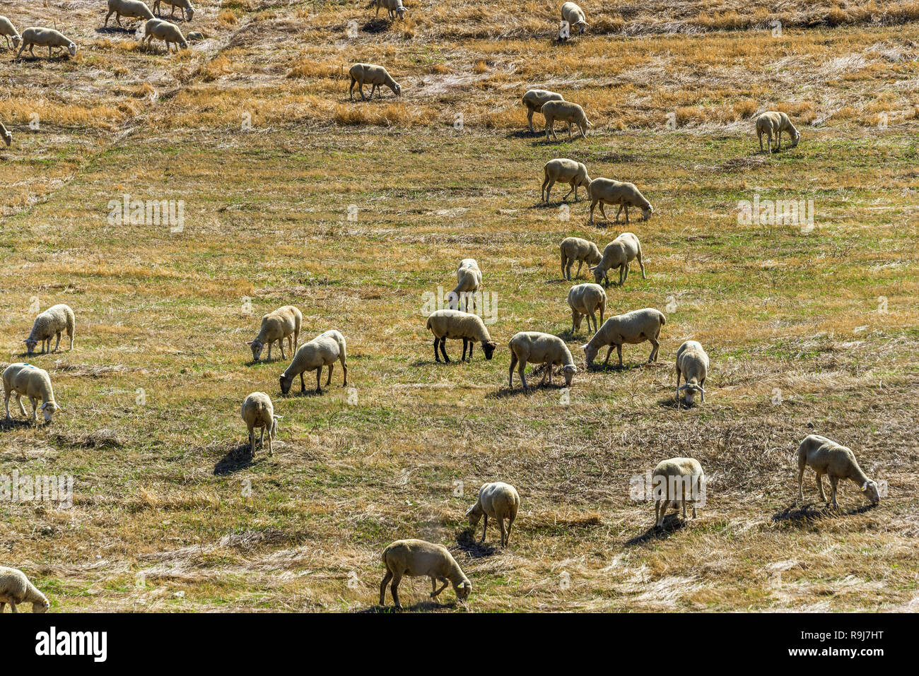 Un troupeau de moutons paissant dans la Val d'Agri hills Banque D'Images