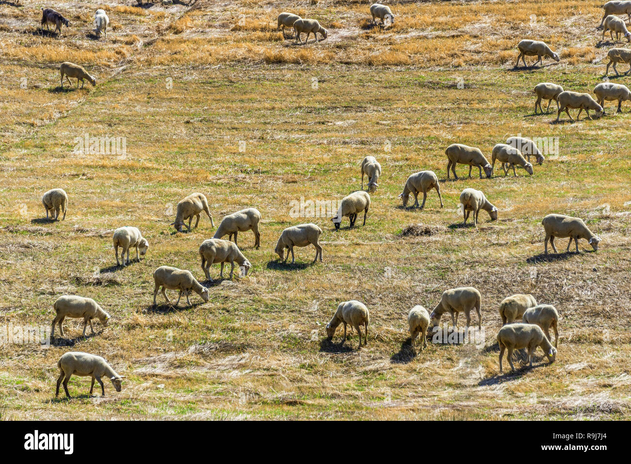 Un troupeau de moutons paissant dans la Val d'Agri hills Banque D'Images