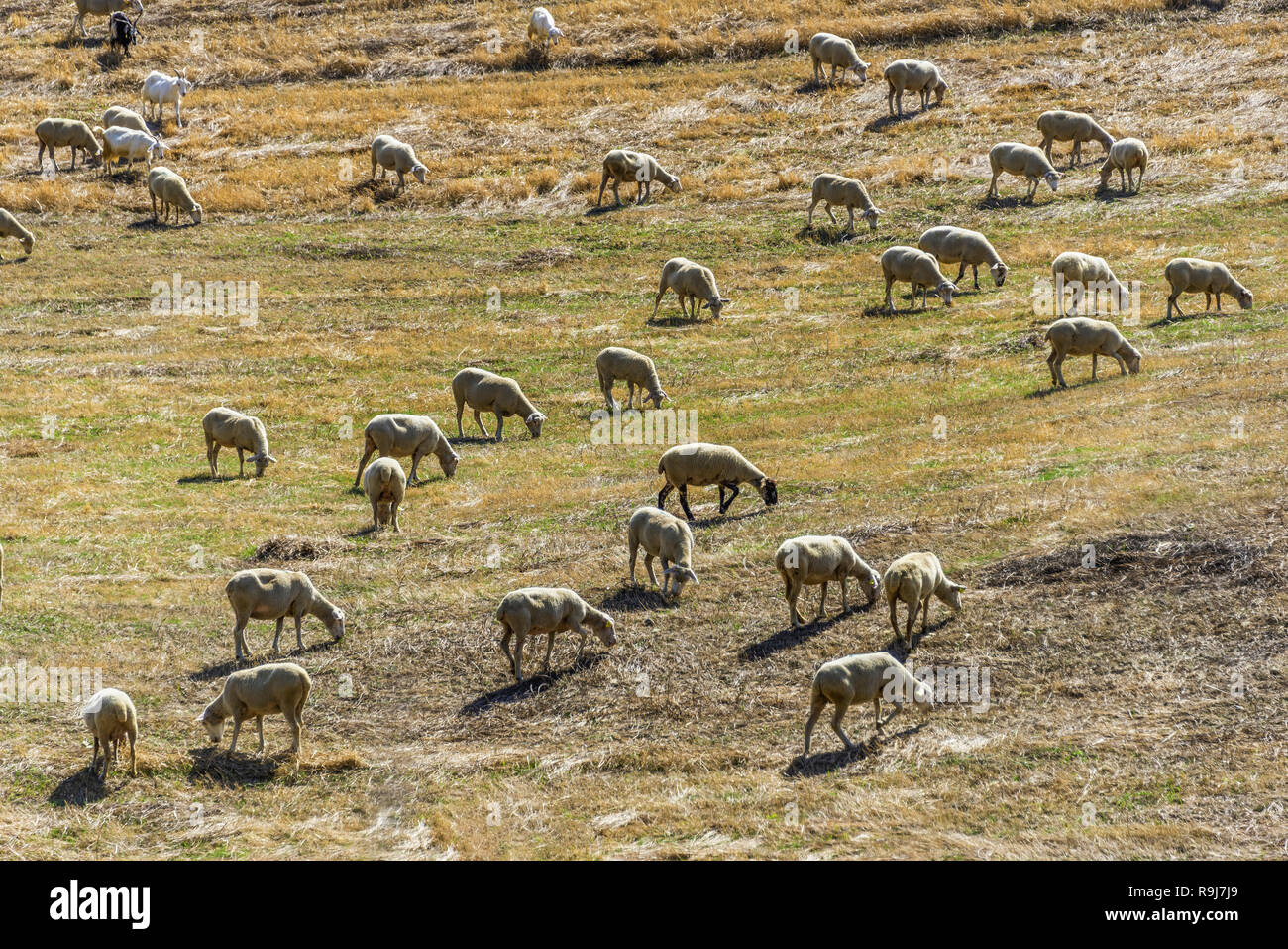 Un troupeau de moutons paissant dans la Val d'Agri hills Banque D'Images