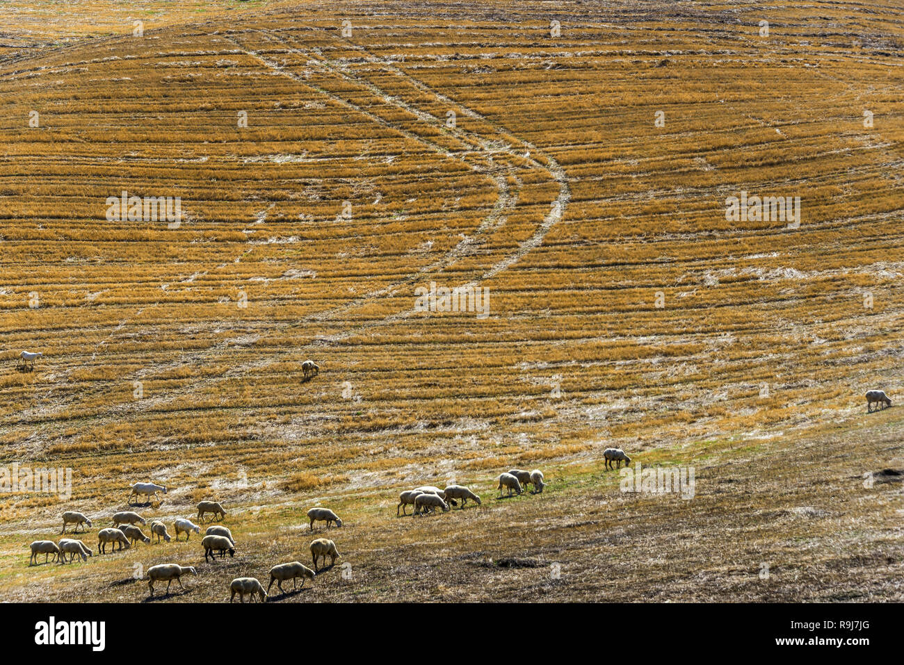 Un troupeau de moutons paissant dans la Val d'Agri hills Banque D'Images