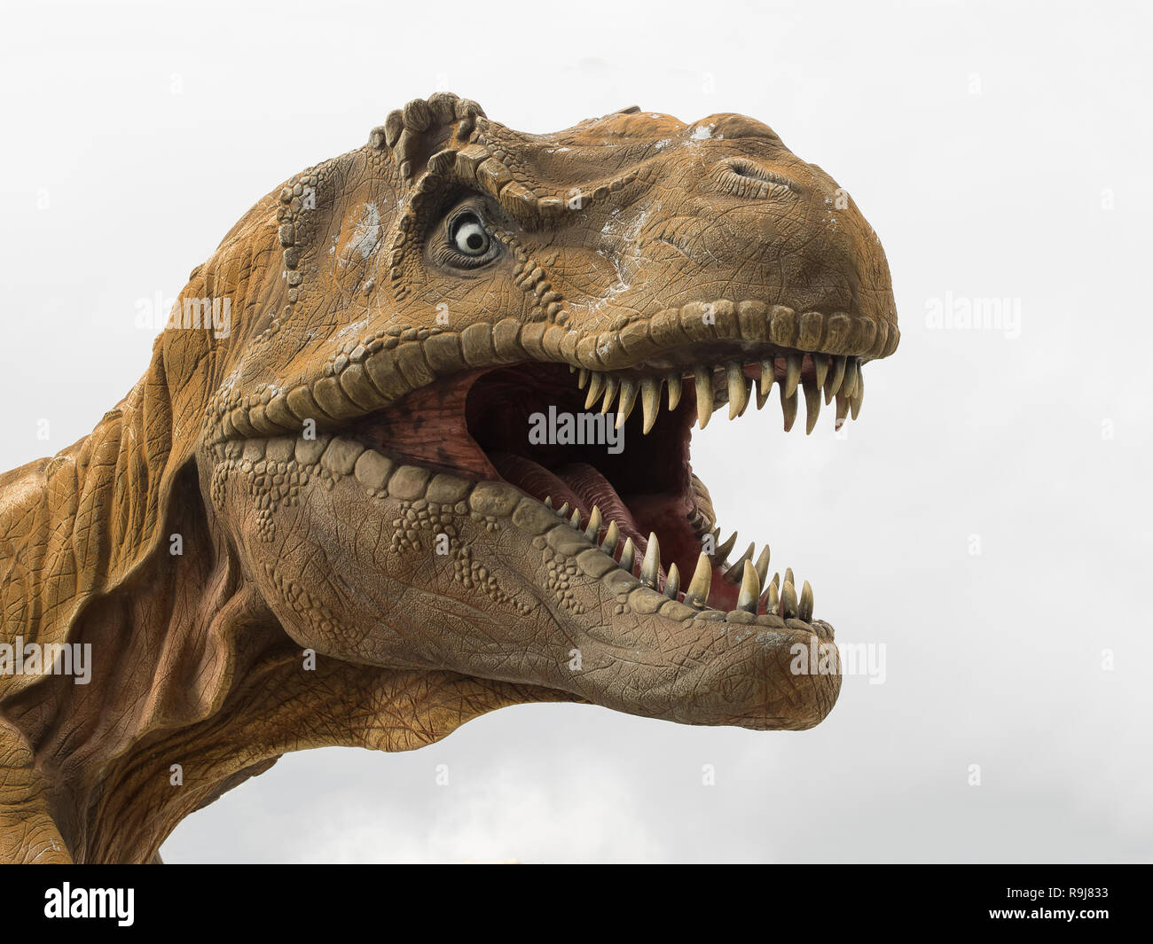 Modèle de tête d'un Tyrannosaurus rex (T-rex) plus grand dinosaure carnivore, fond blanc Banque D'Images