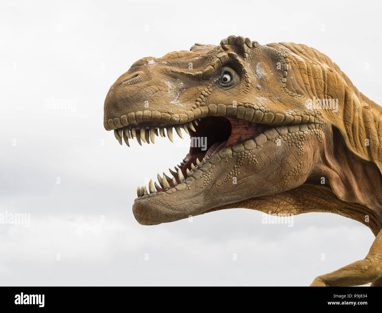 Profil de la tête d'un Tyrannosaurus rex (T-rex), modèle plus grand dinosaure carnivore, fond blanc Banque D'Images
