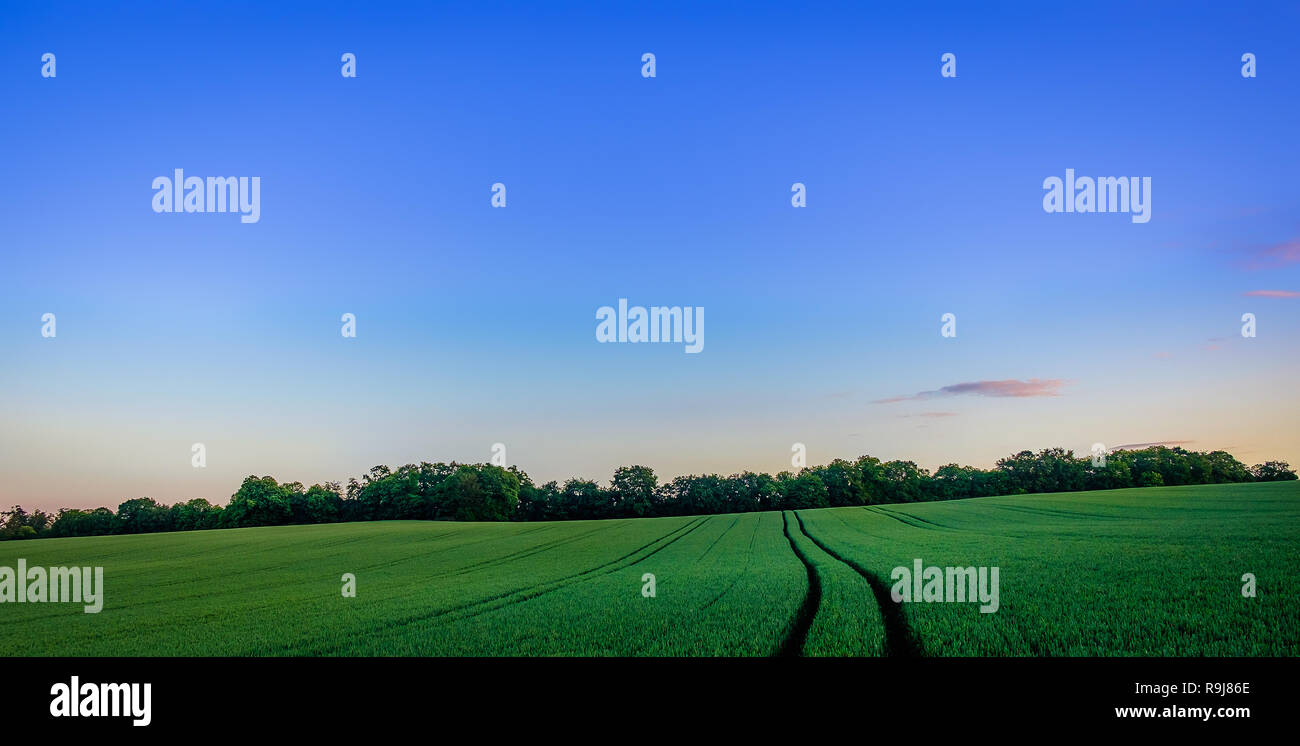 La largeur de voie dans un champ de seigle de l'Orne à l'heure bleue en été, Normandie France Banque D'Images