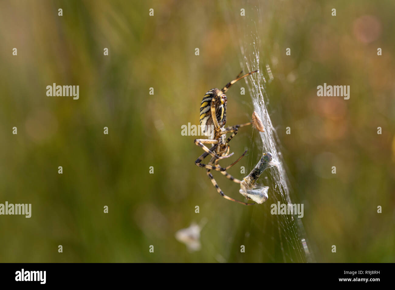 Spider Argiope bruennichi Wasp ; seule la proie d'emballage ; Cornwall UK Banque D'Images