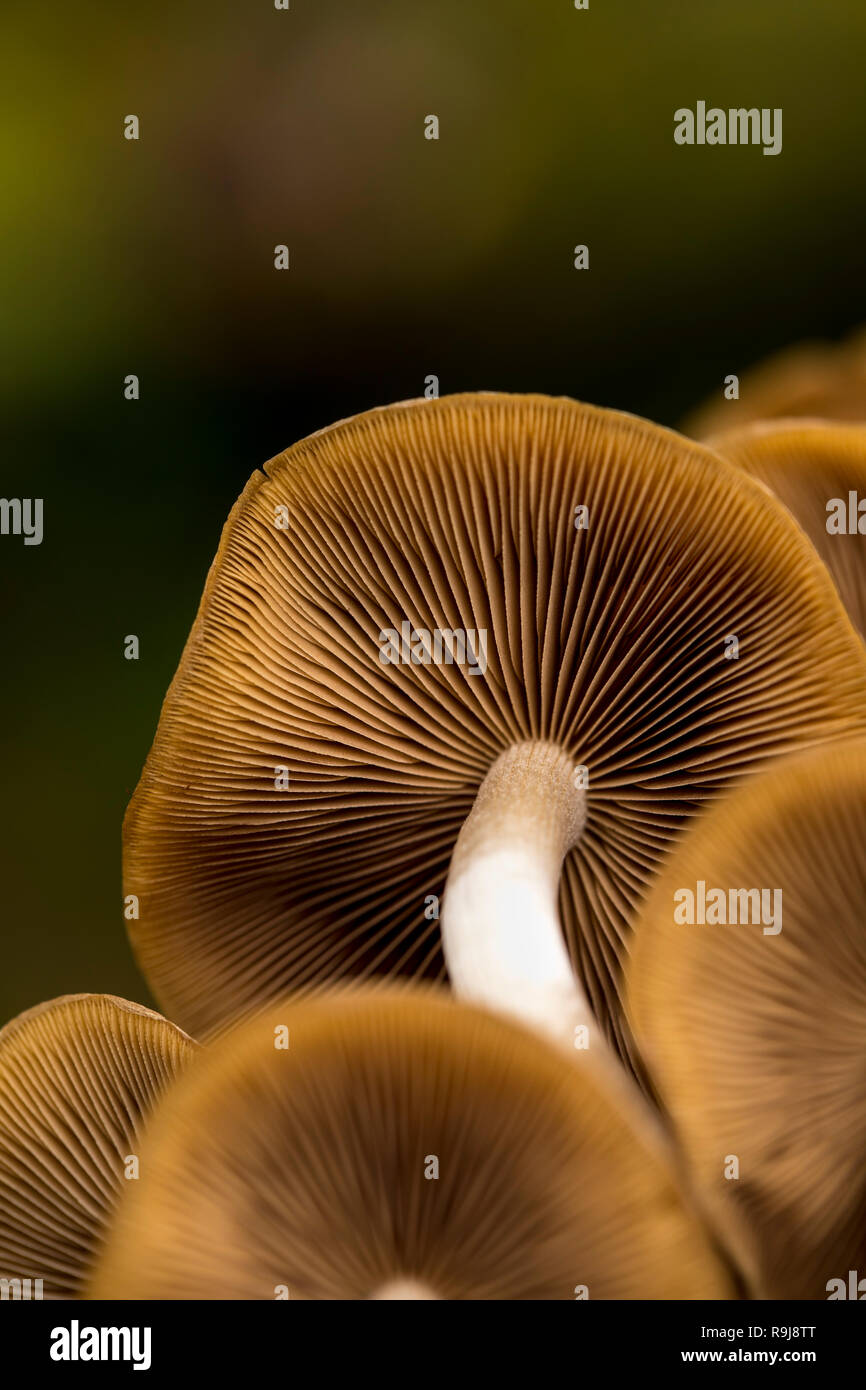 Psathyrella Psathyrella piluliformis aqueux ; ; ; Cornwall UK Banque D'Images