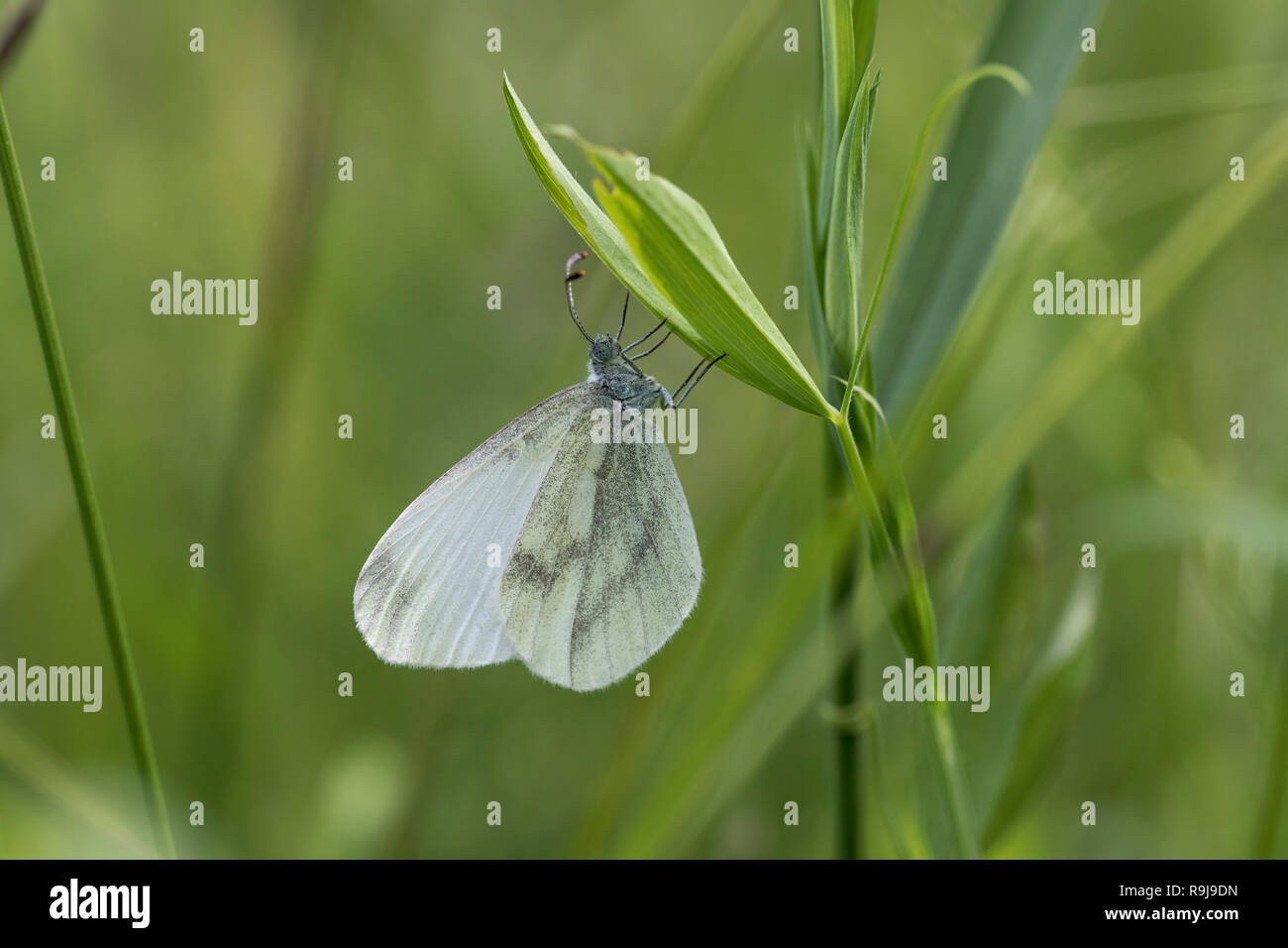 Bois Blanc ; Leptidea sinapis Hongrie Banque D'Images