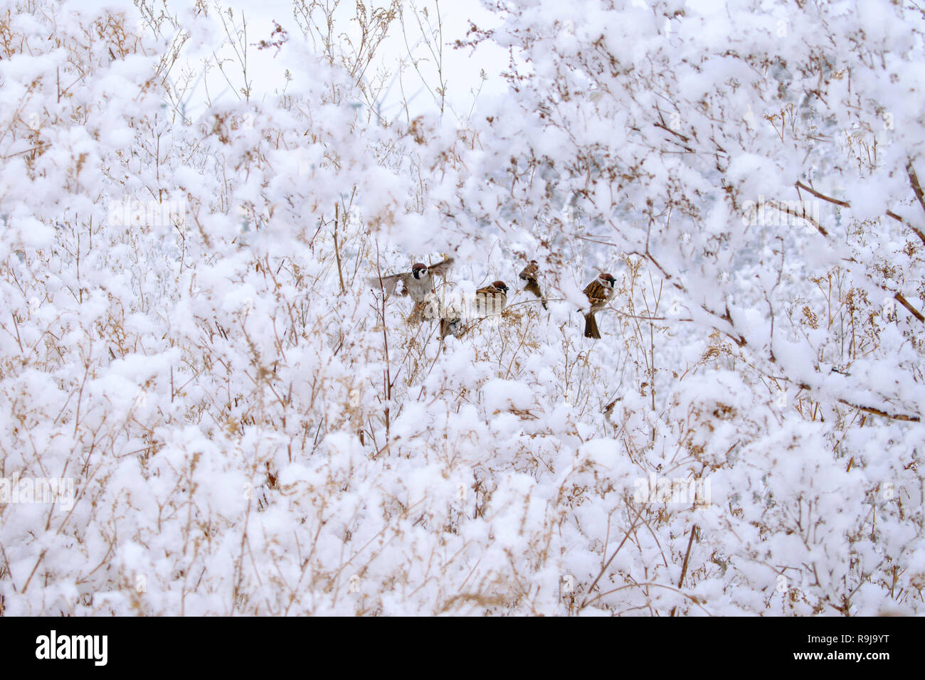 Les oiseaux sur l'arrière-plan de neige-couvertes de buissons Banque D'Images