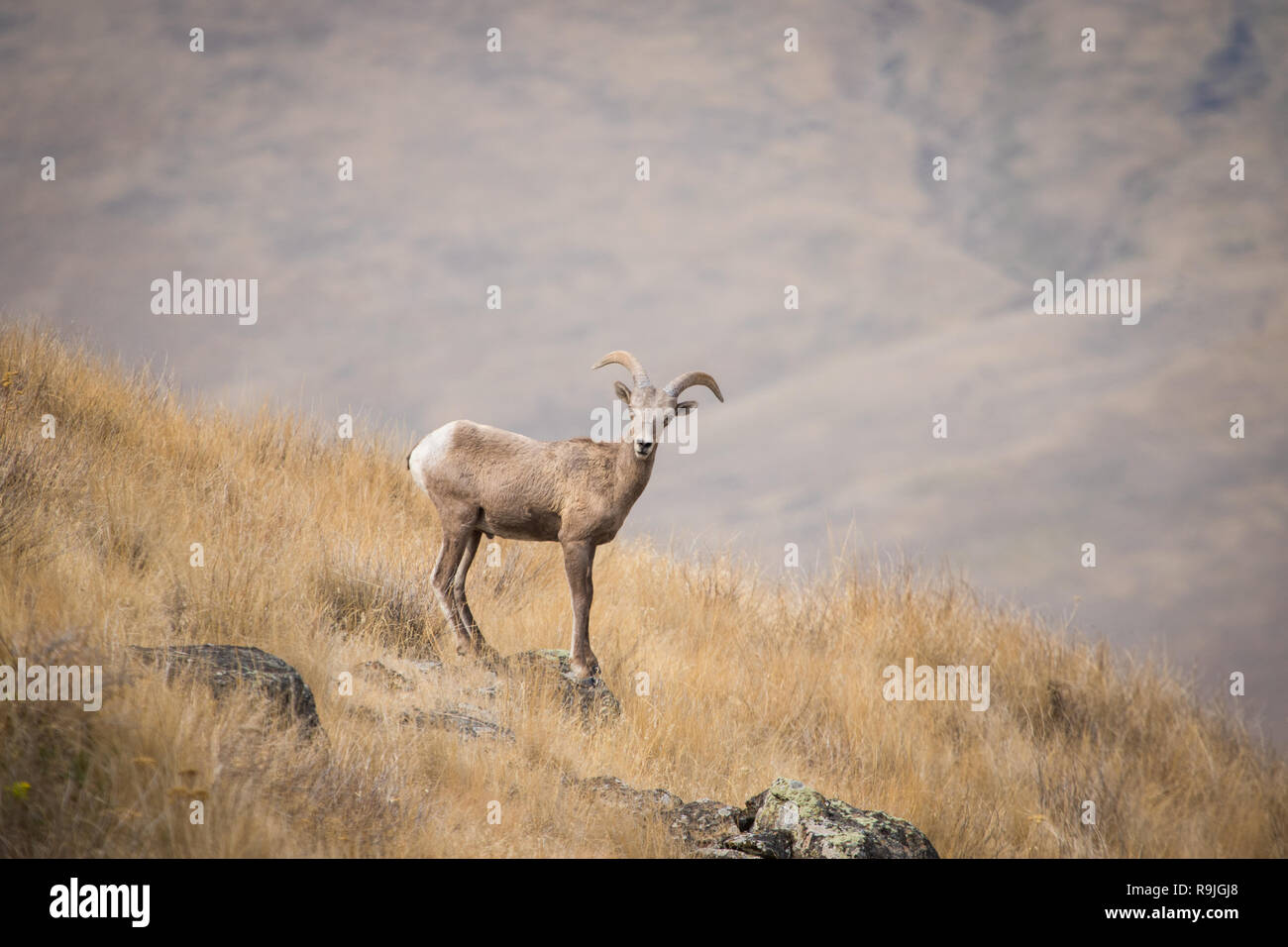 Mouflon d'sur un rocher Banque D'Images