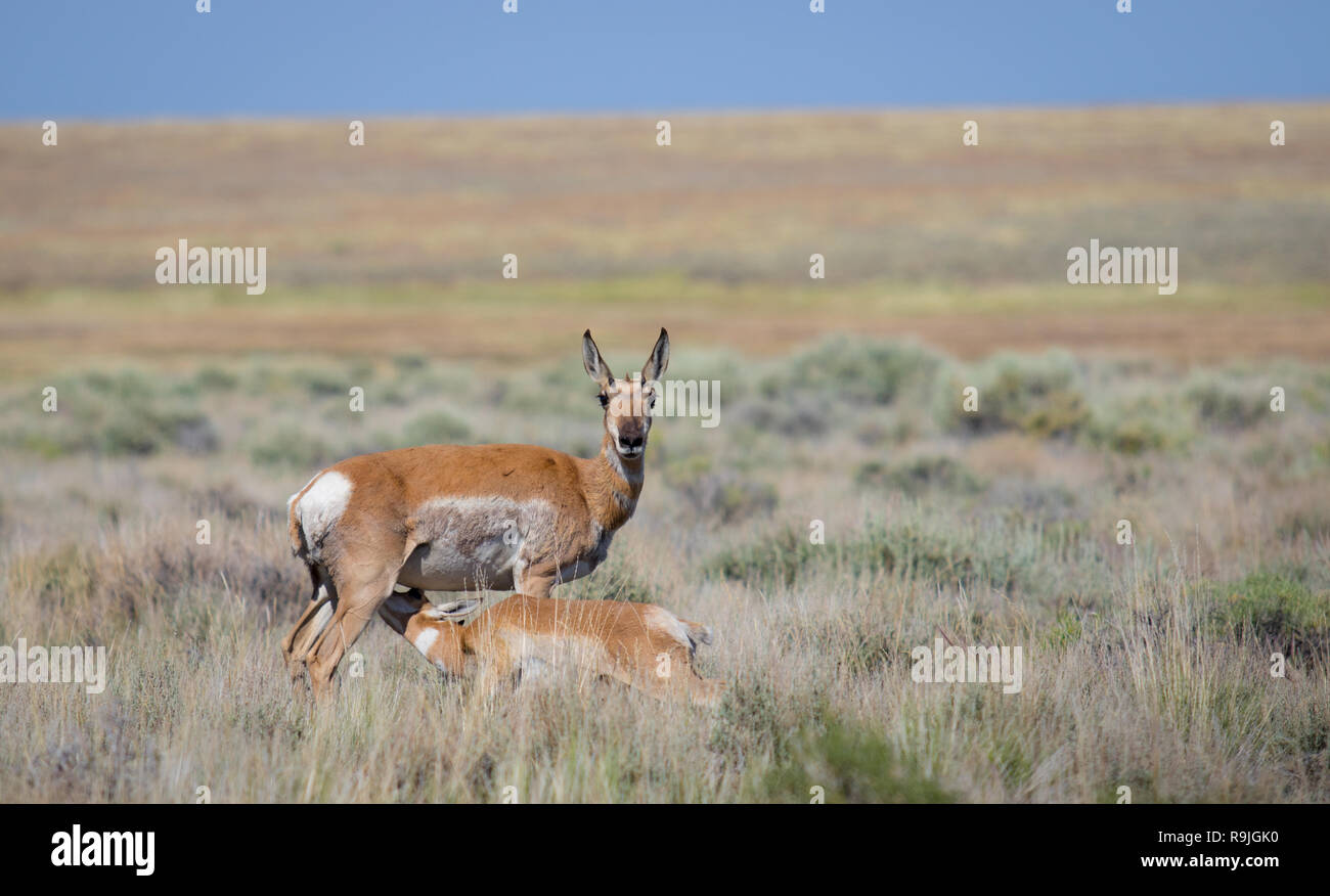 Doe antilope Fauve d'alimentation Banque D'Images