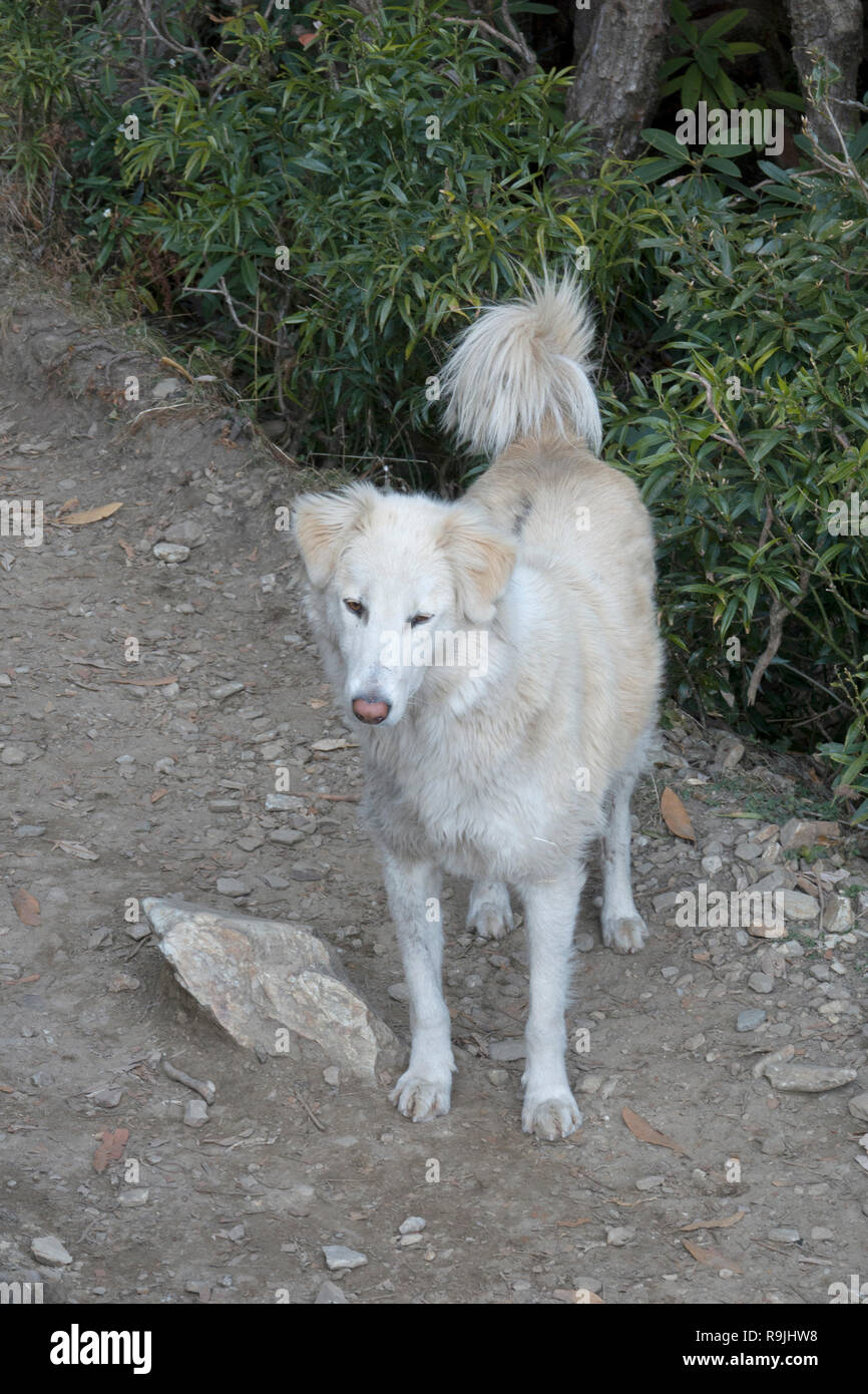 Chien de rue indien dans l'Himachal Pradesh, Inde Banque D'Images