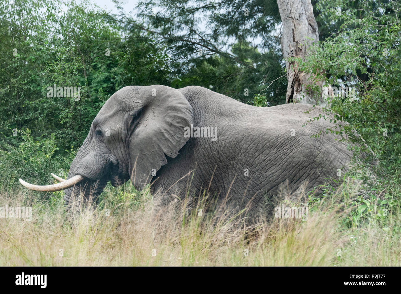 L'éléphant sauvage en République d'Afrique du Sud. Banque D'Images