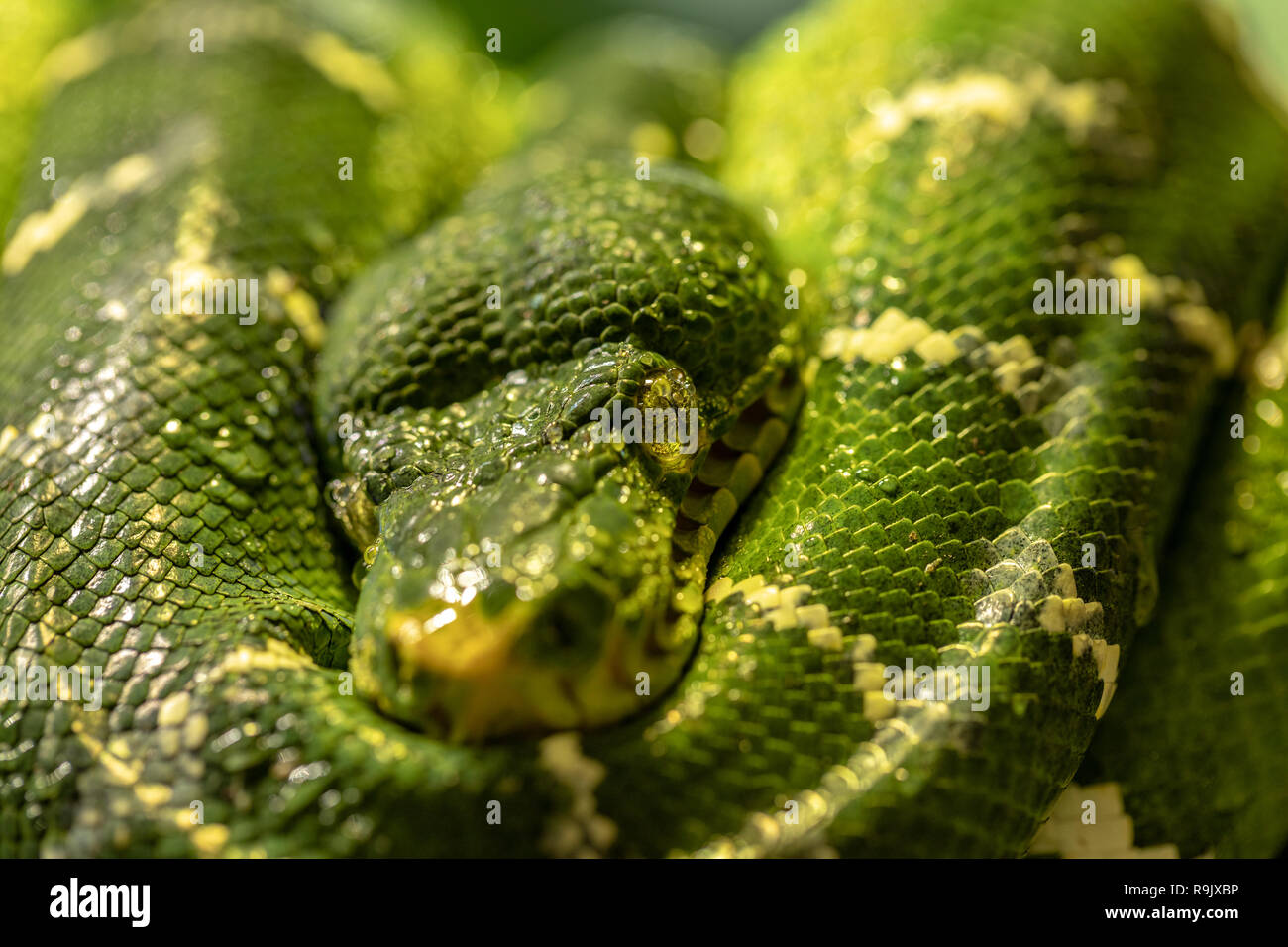 Emerald Tree Boa, Corallus caninus. Close up de la tête et du corps Banque D'Images