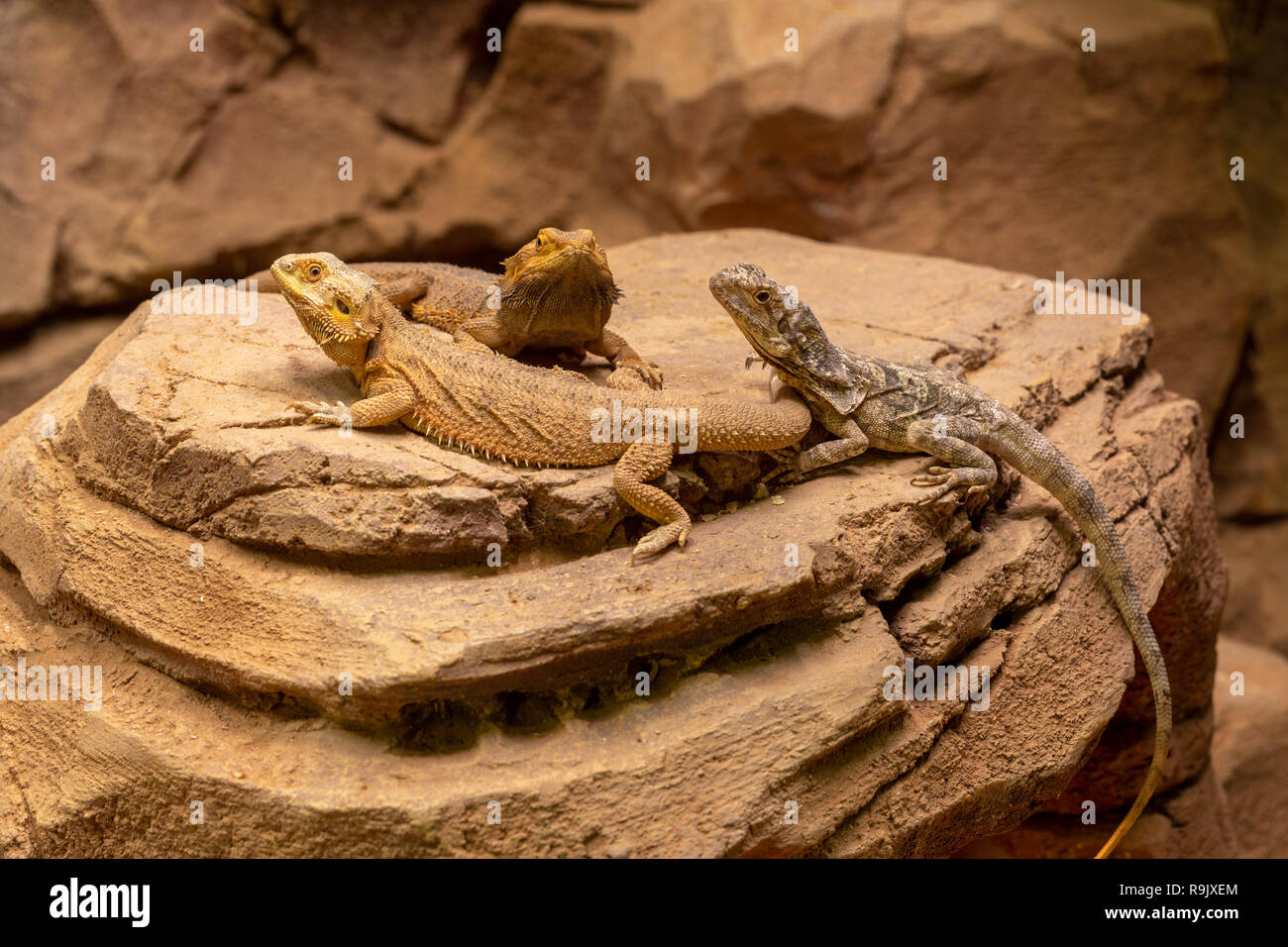Deux dragons barbus et un Frilled lizard allongé sur un rocher dans un terrarium Banque D'Images